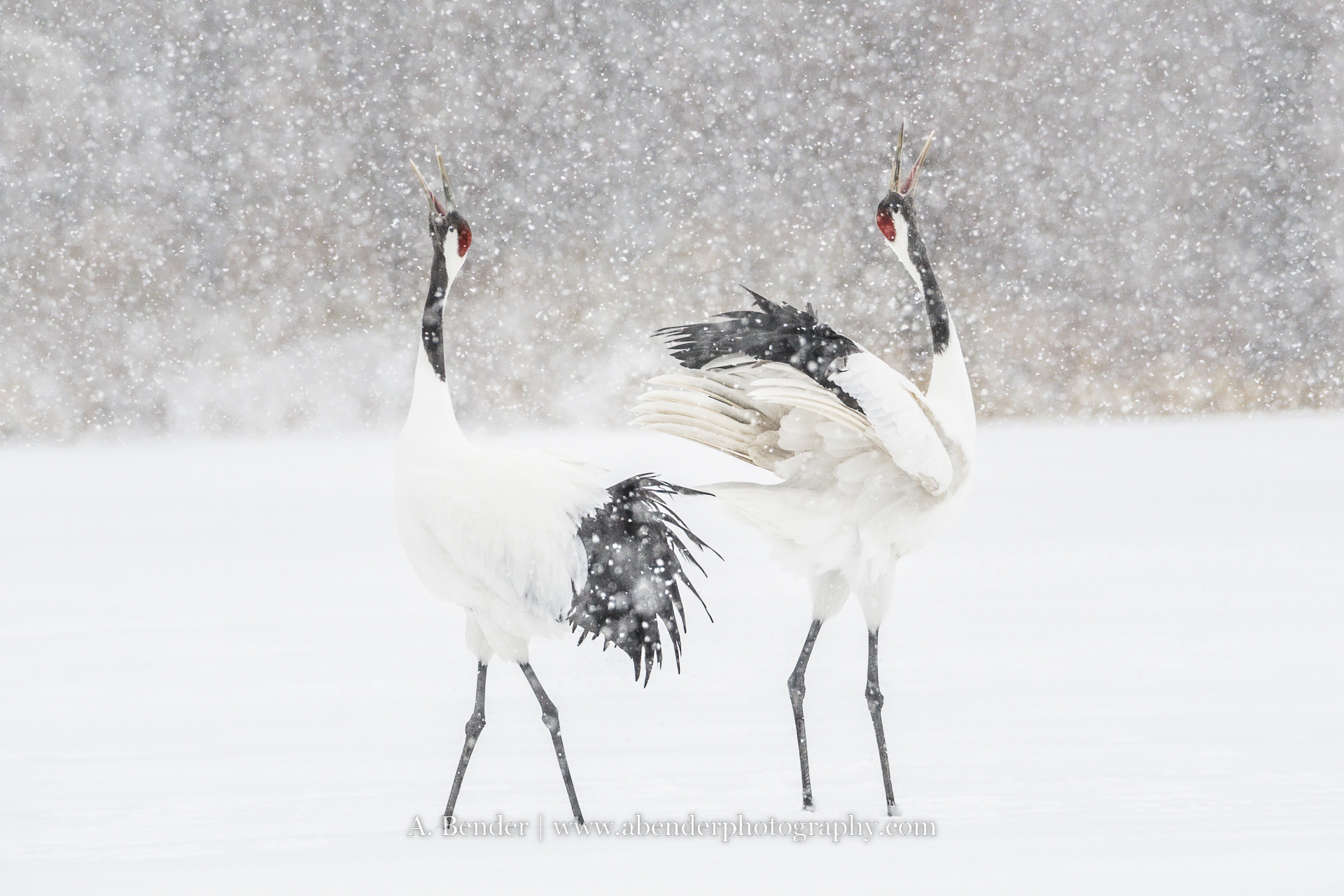JAPANESE WILDLIFE IN WINTER Women In Wildlife Photography