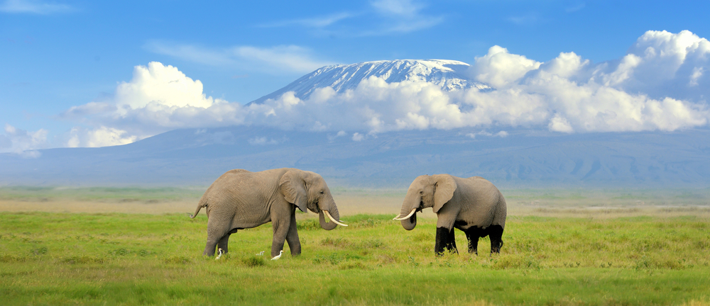 Elephant,With,Mount,Kilimanjaro,In,The,Background