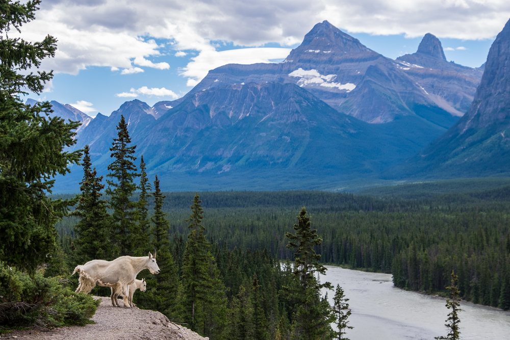 Mountain,Goats,Look,Out,Over,The,Athabasca,River,At,The