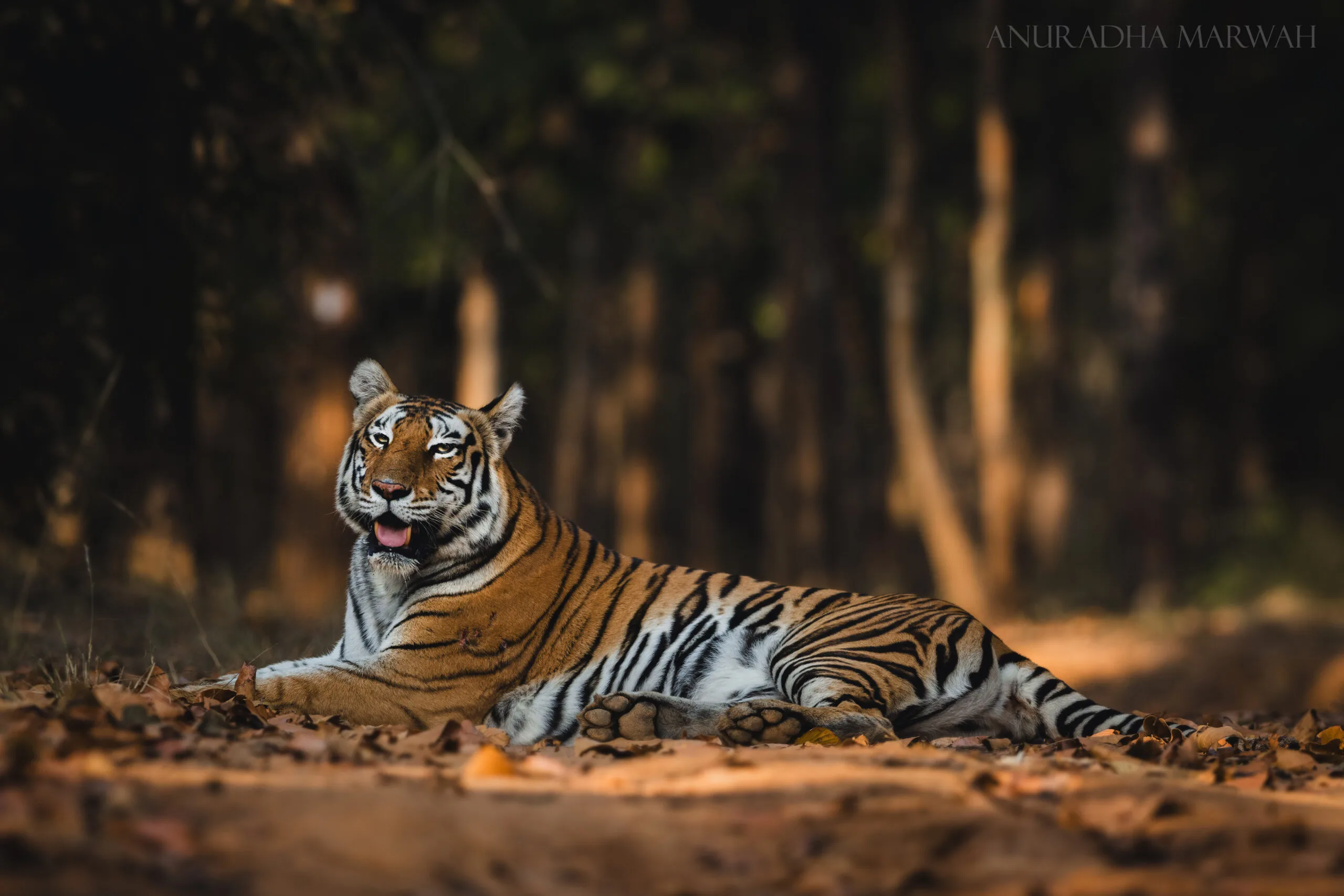 Experiencing India