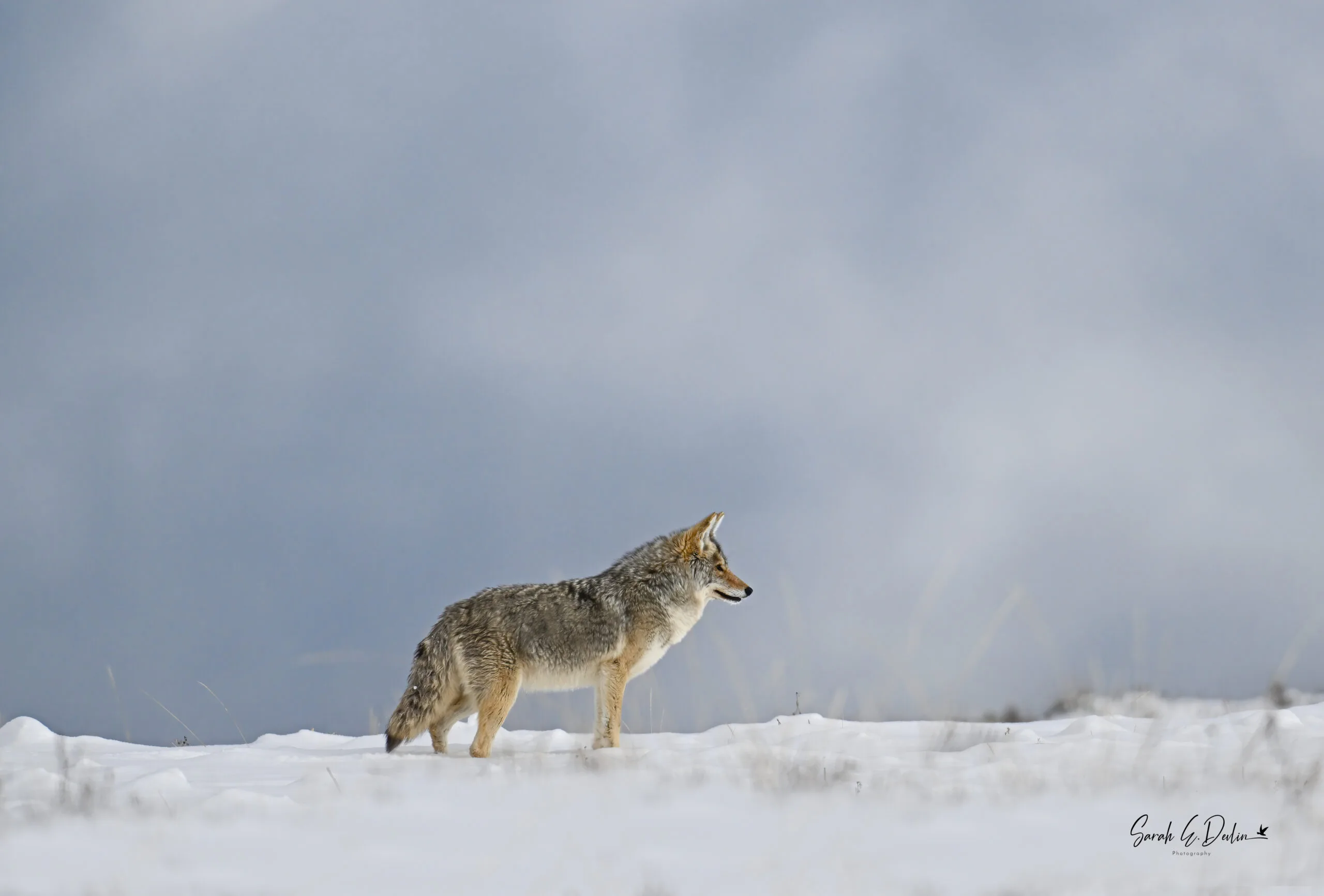 Winter In Yellowstone