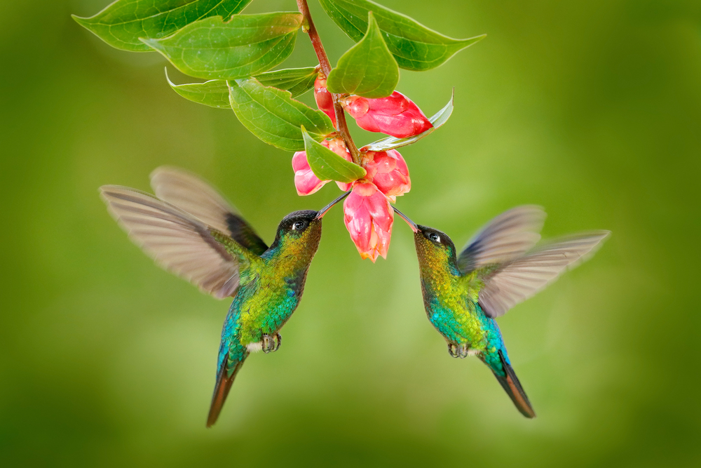 Two,Hummingbirds,With,Pink,Flower.,Fiery-throated,Hummingbirds,,Flying,Next,To