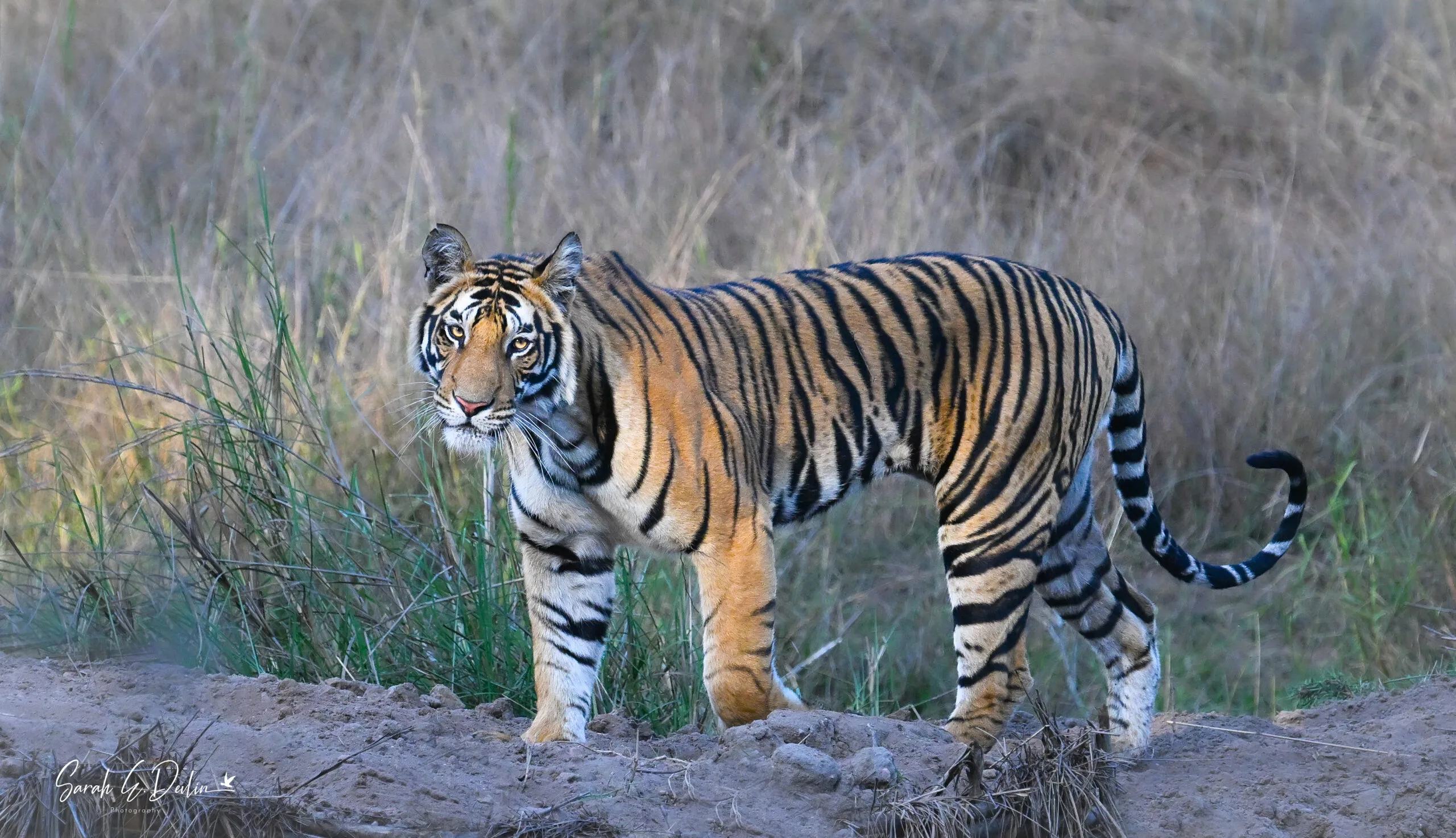 India Tiger Safari Trip