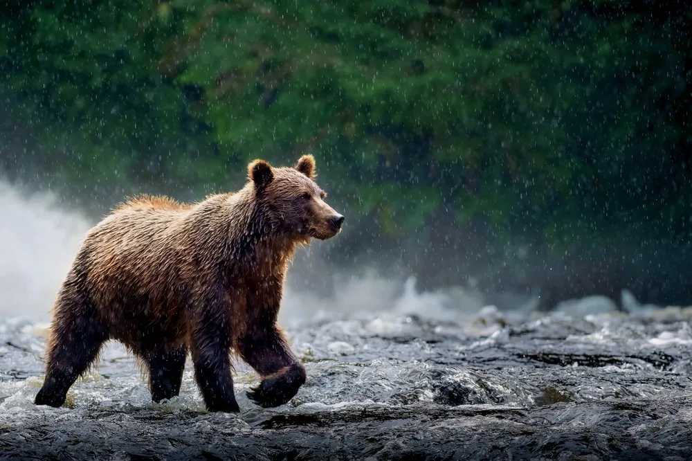 Great Bear Rainforest