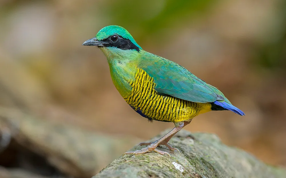 bird photography in Patagonia