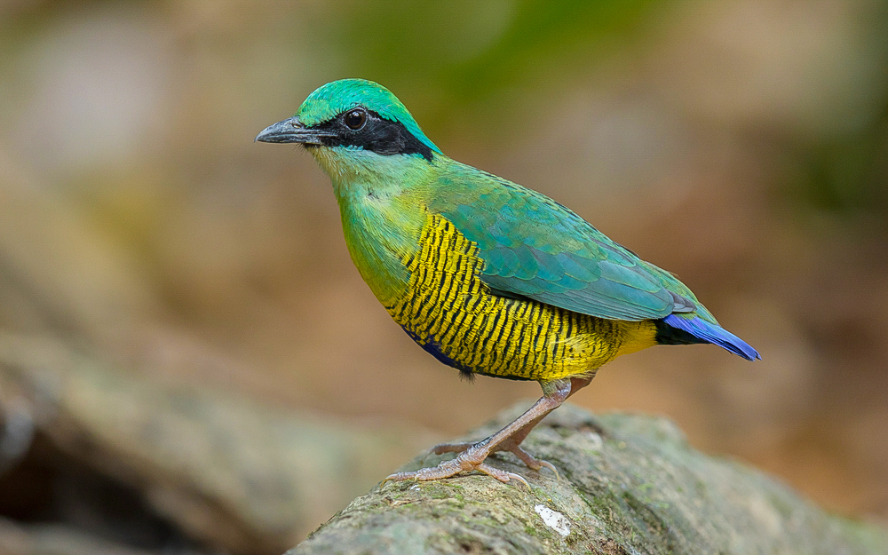 bird photography in Patagonia