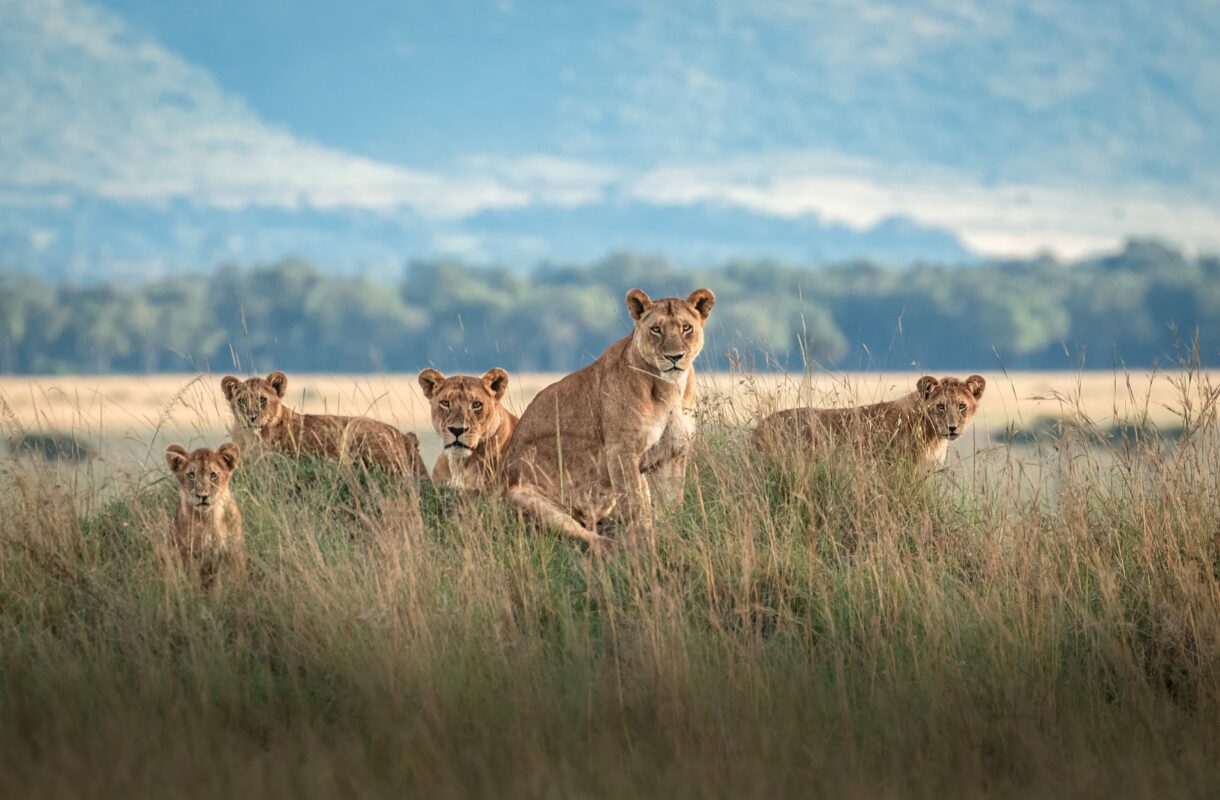 best time to see the Great Migration in Tanzania
