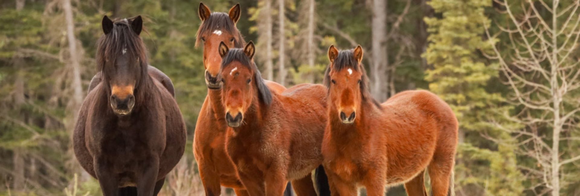 Beautiful Wild horses in Alberta, Canada