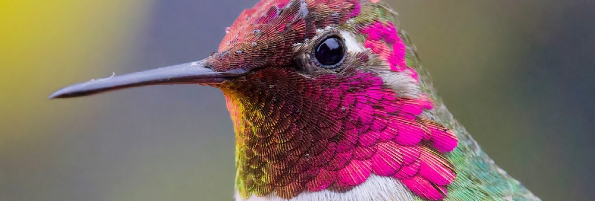 Close,Up,Of,An,Anna's,Hummingbird,On,A,Rainy,Day