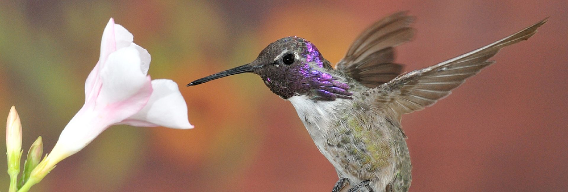 Costa’s,Hummingbird,palm,Springs,ca,usa. Costa's,Hummingbird,palm,Springs,ca,usa.