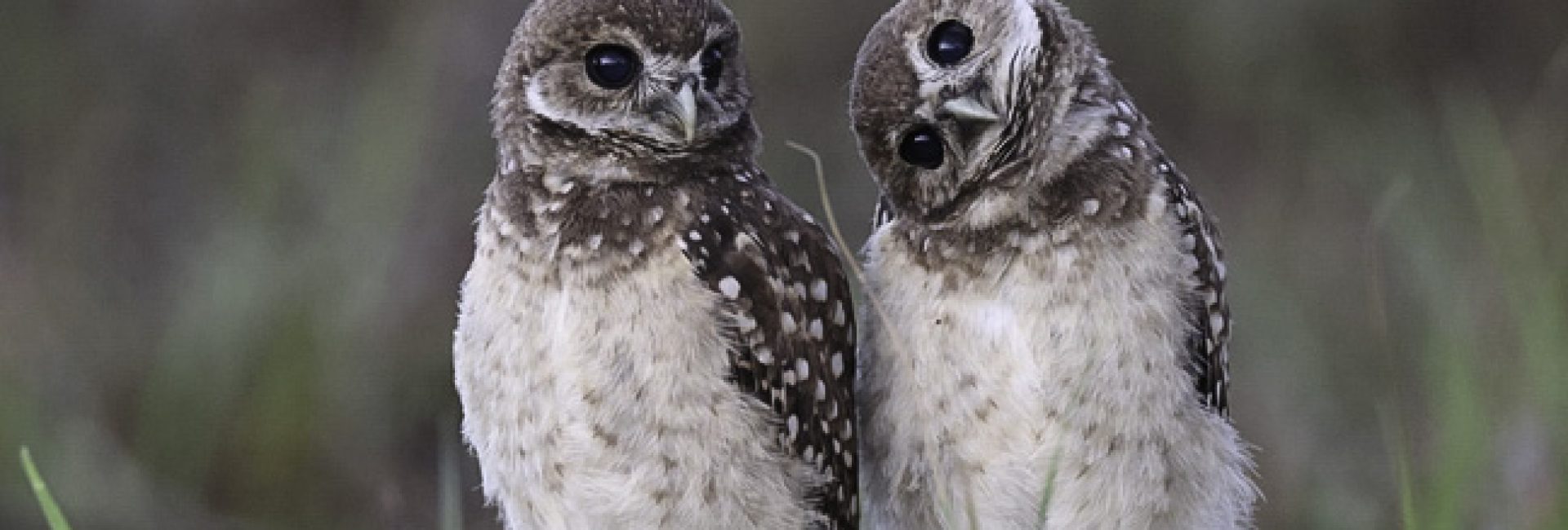Burrowing,Owl,(athene,Cunicularia),Cape,Coral,Florida,Usa Burrowing Owl (Athene cunicularia) Cape Coral Florida USA