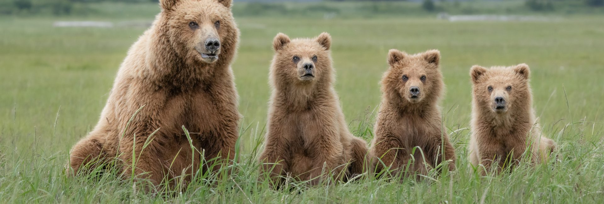 Bear Cover Photo Bear Cover Photo