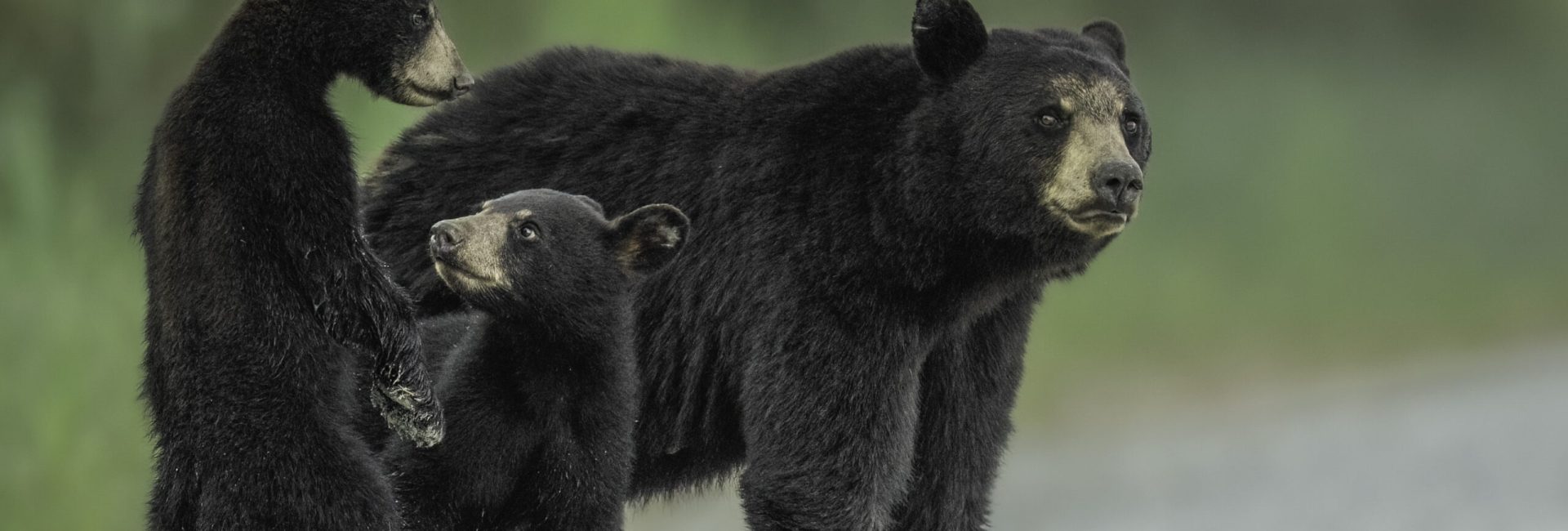 Bear Family_1 Bear Family_1