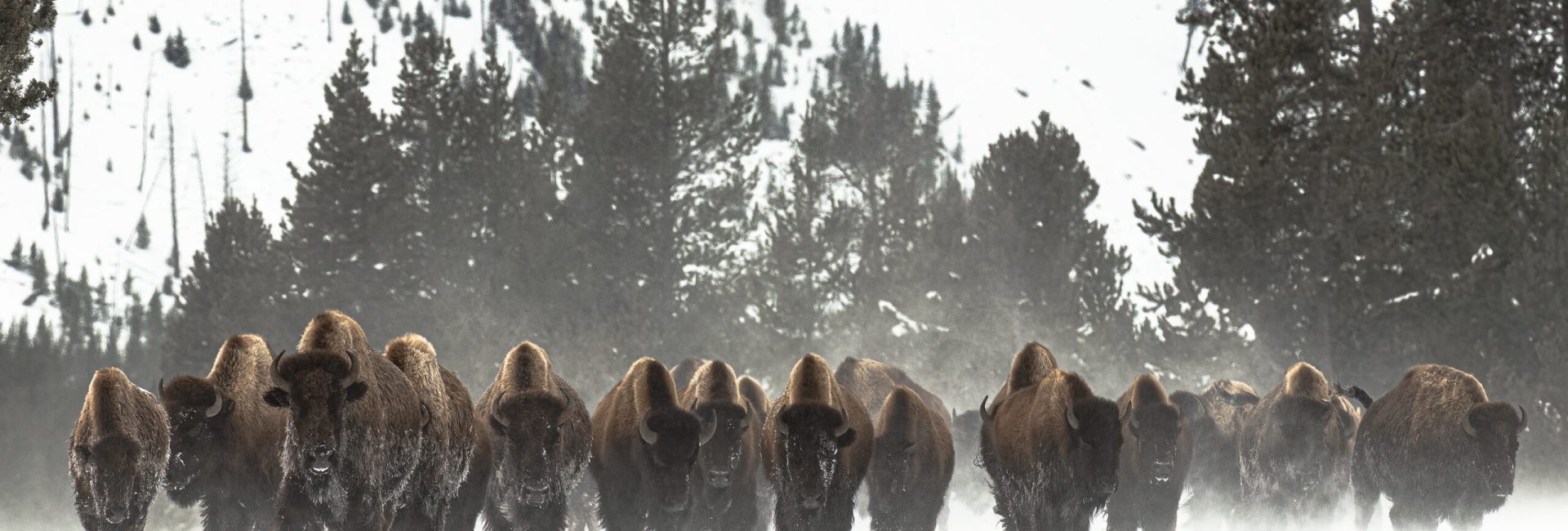 Bison in Snowstorm_Cover Bison in Snowstorm_Cover