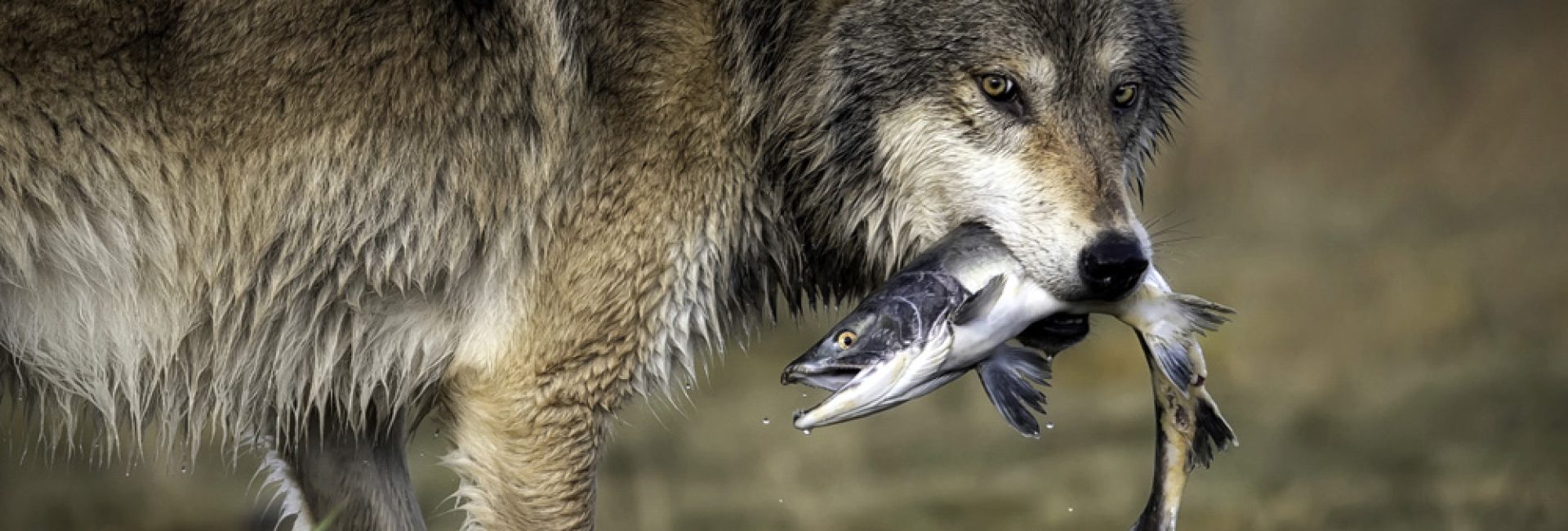 The image says it all, perhaps without the taste. So grateful I was able to capture this magnificent wolf right after the catch! Enjoy :-)