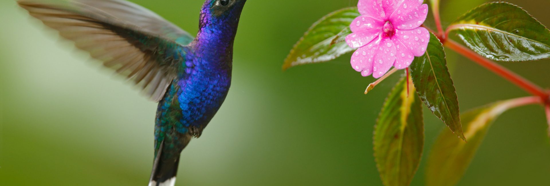 Glossy,Blue,Bird,In,Flight.,Hummingbird,Violet,Sabrewing,Flying,Next
