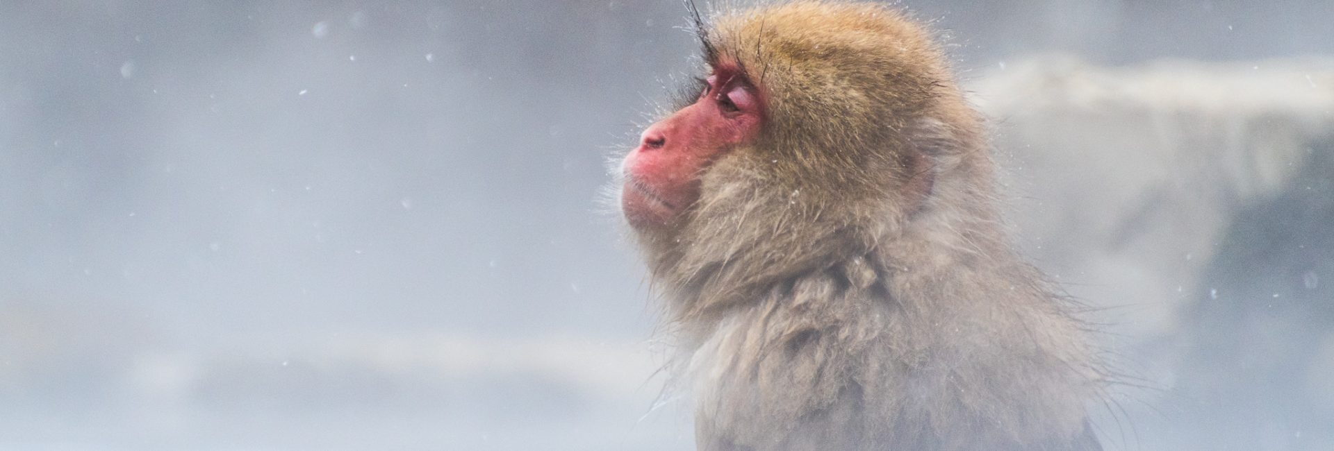 Snow Monkey