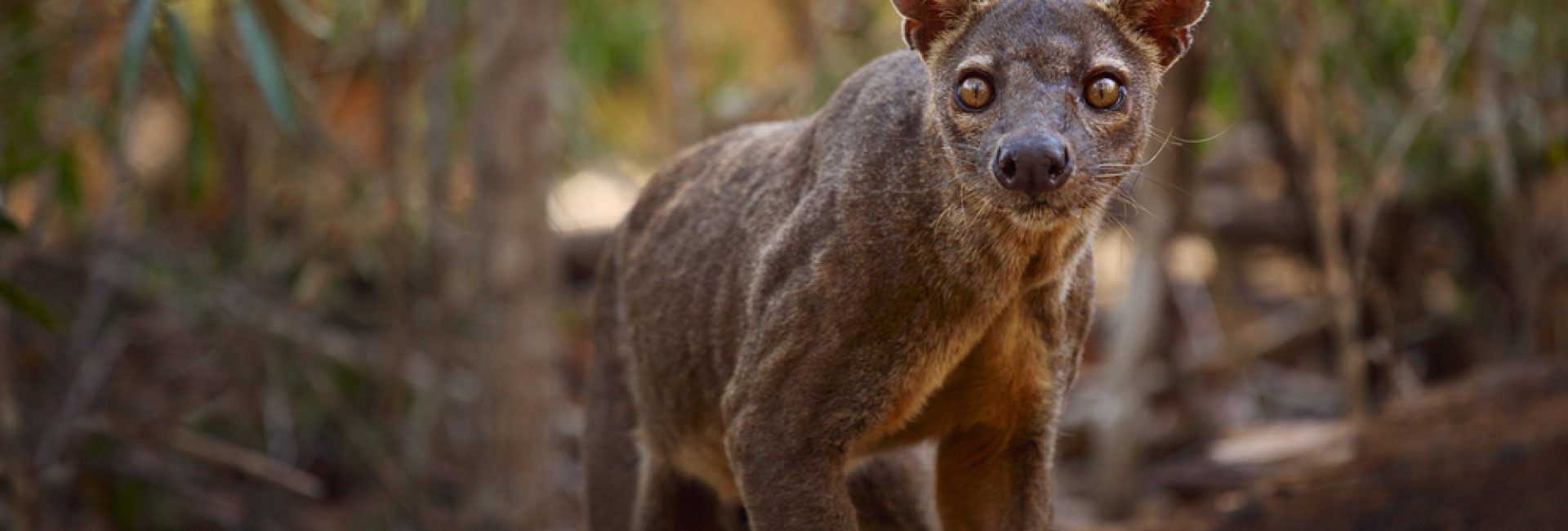 Endemic,Fossa,(cryptoprocta,Ferox),In,A,Dry,Tropical,Forest.,Madagascar Endemic,Fossa,(cryptoprocta,Ferox),In,A,Dry,Tropical,Forest.,Madagascar