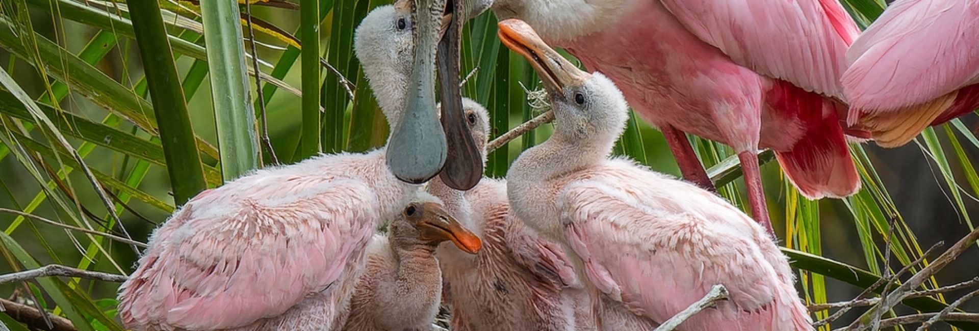 Roseate,Spoonbills,Dad,Brought,Food,And,Excitement,To,The,Hungry