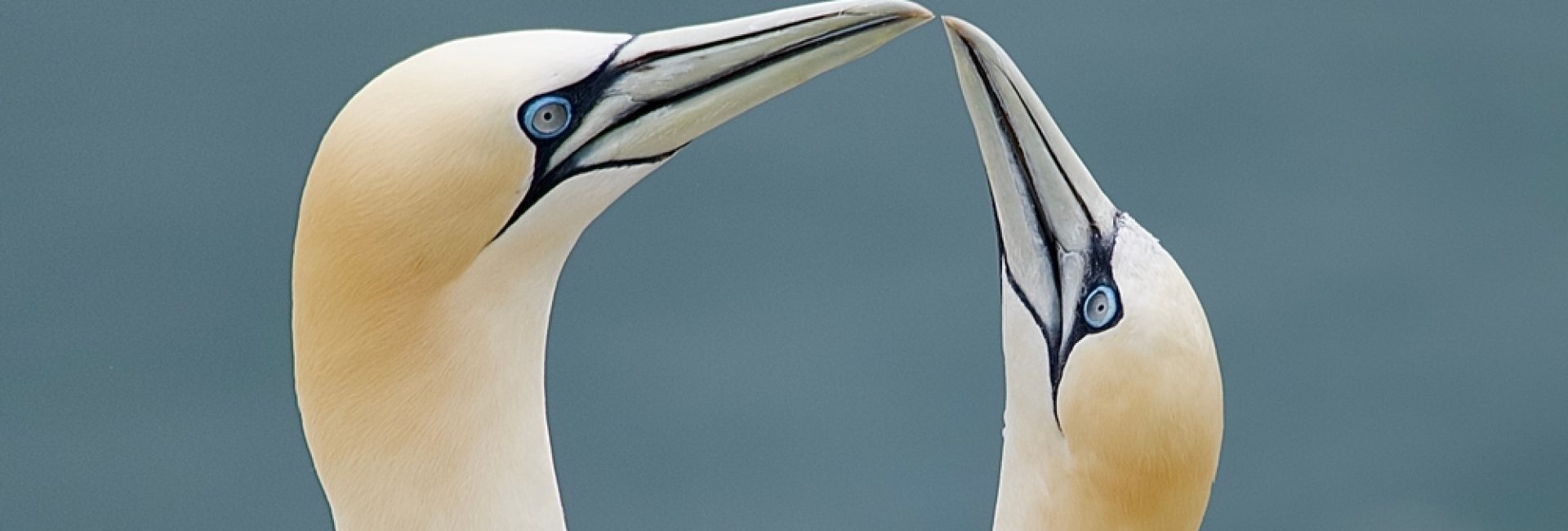 Gannet,Birds,Courtship,Bees,Clacking,And,Touching Gannet,Birds,Courtship,Bees,Clacking,And,Touching
