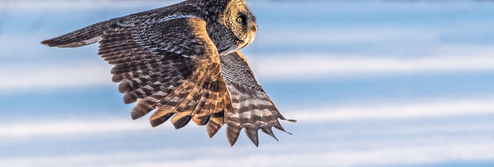 Great_gray_owl_2019_1 Sax Zim Bog