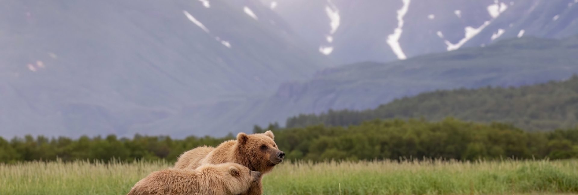 Brown,Bear,Mother,And,Cub,In,Meadow,Of,Katmai,National