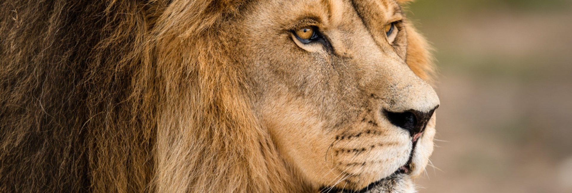 Majestic male African lion king of the jungle - Mighty wild animal of South Africa in nature