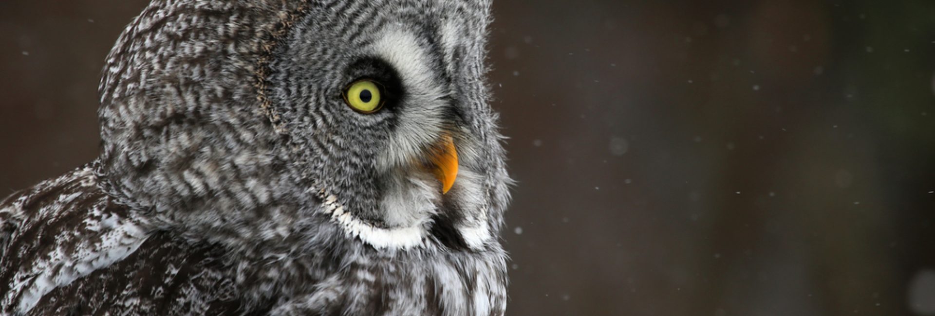The,Face,Of,A,Great,Grey,Owl,(strix,Nebulosa),With