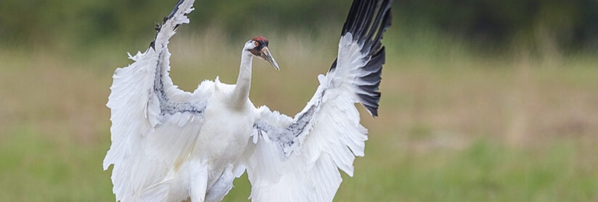 The Whooping crane in action