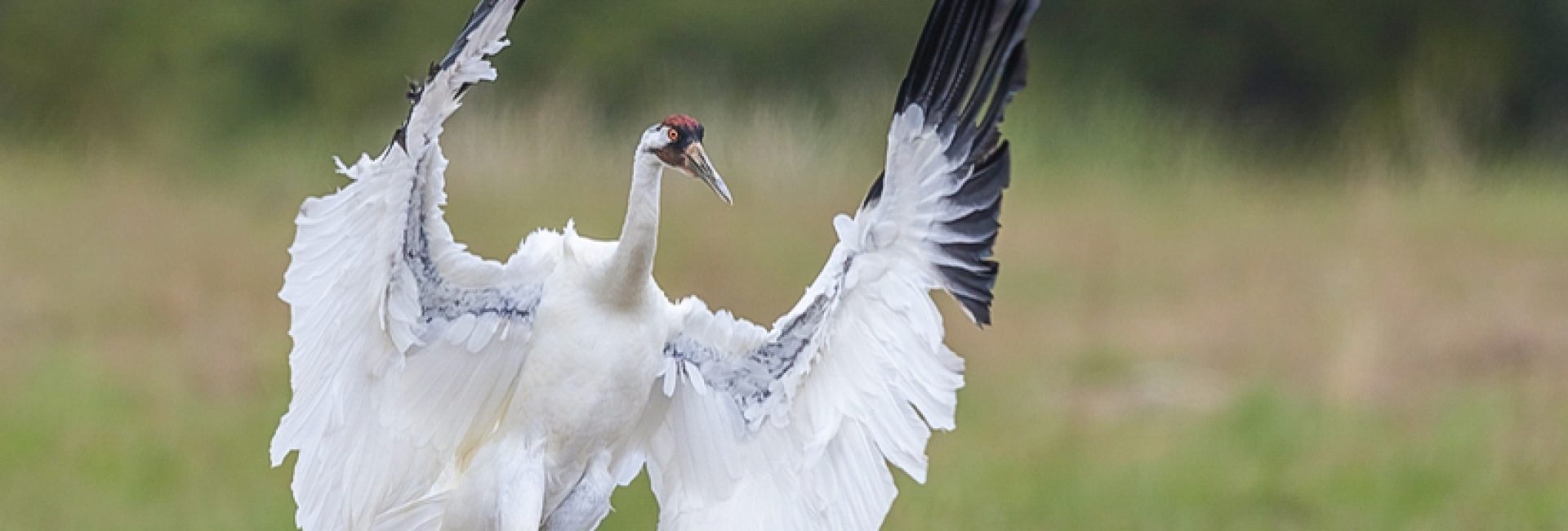The Whooping crane in action