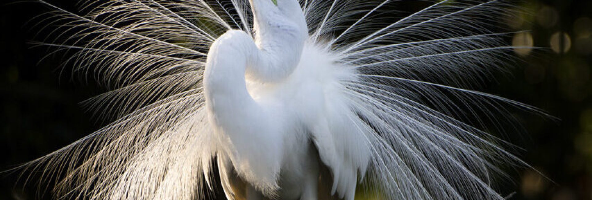 Florida Nesting Birds