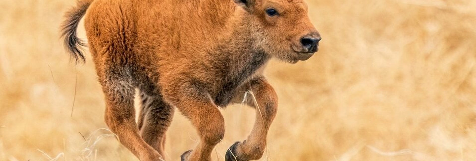 An,Energetic,Bison,Calf,Galloping,Through,A,Prairie,Field,Enjoying