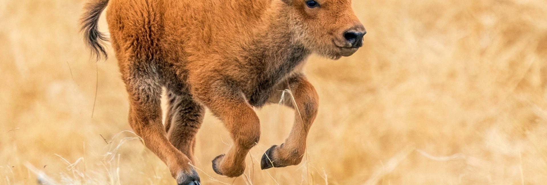 An,Energetic,Bison,Calf,Galloping,Through,A,Prairie,Field,Enjoying