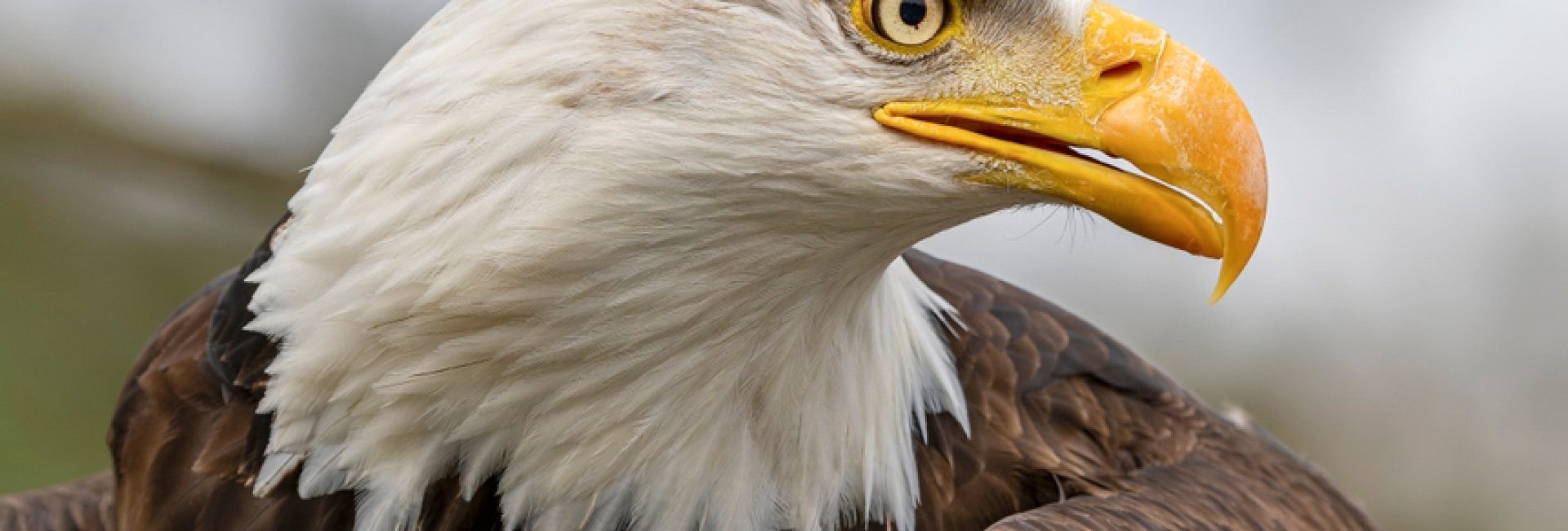 Close-up view of a Bald eagle (Haliaeetus leucocephalus)