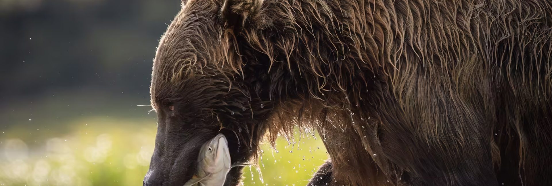 bear bear