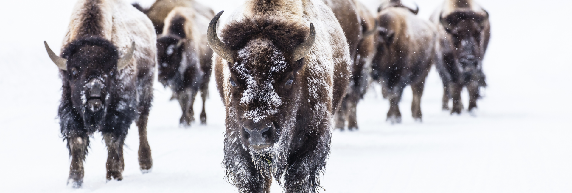 bison