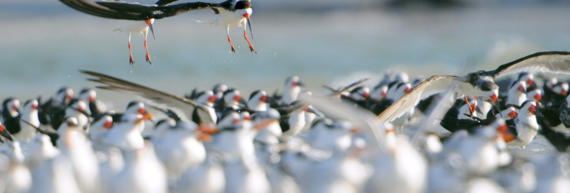 Black,Skimmers,Land,In,Flock,Of,Shore,Birds