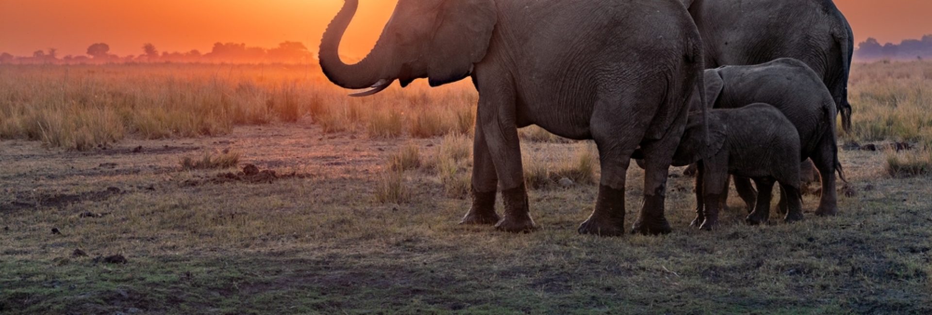 Family,Of,African,Elephant,(loxodonta,Africana),Drinking,At,The,Chobe