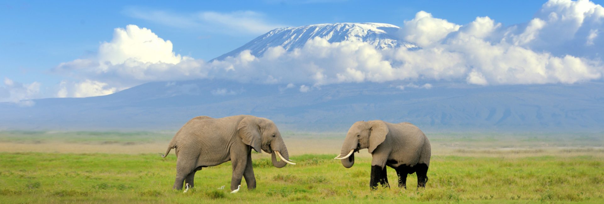 Elephant,With,Mount,Kilimanjaro,In,The,Background