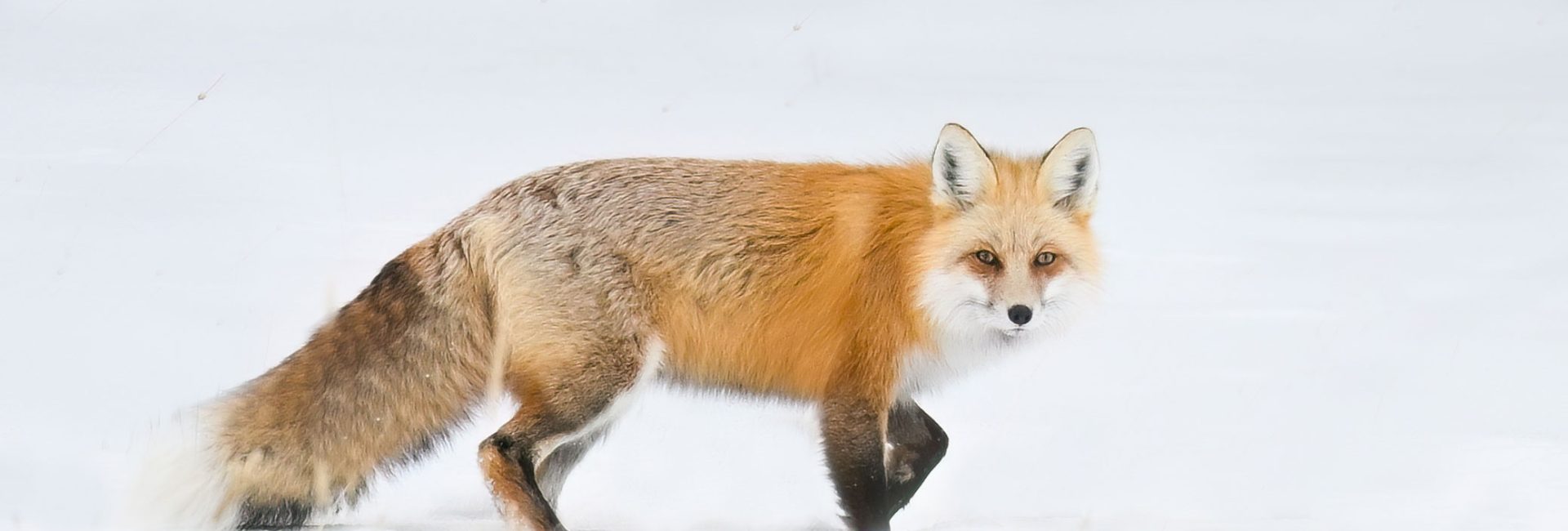 Yellowstone In Winter