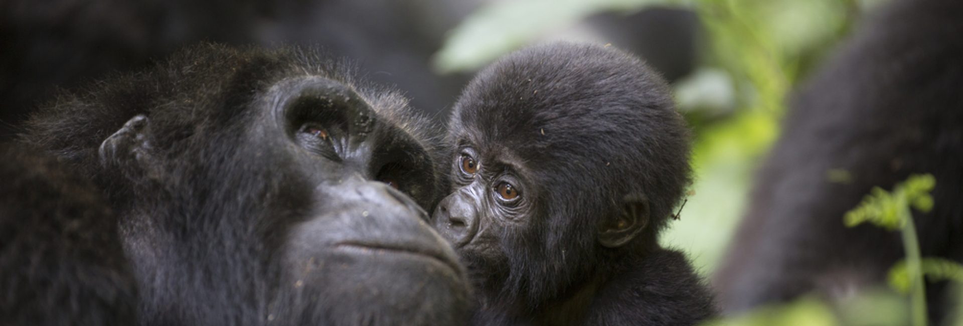 A,Baby,Mountain,Wild,Gorilla,Kisses,His,Mother A,Baby,Mountain,Wild,Gorilla,Kisses,His,Mother