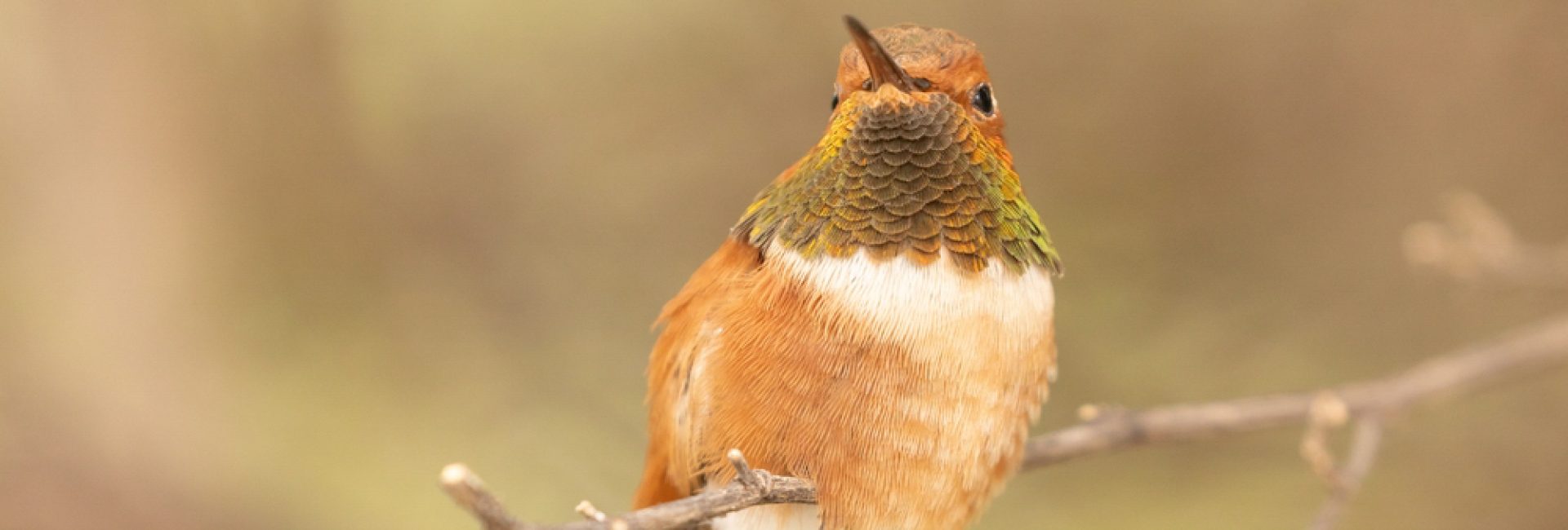 A Rufous hummingbird perched in soft shadowed light with brilliant orange colors on it's body and gorget