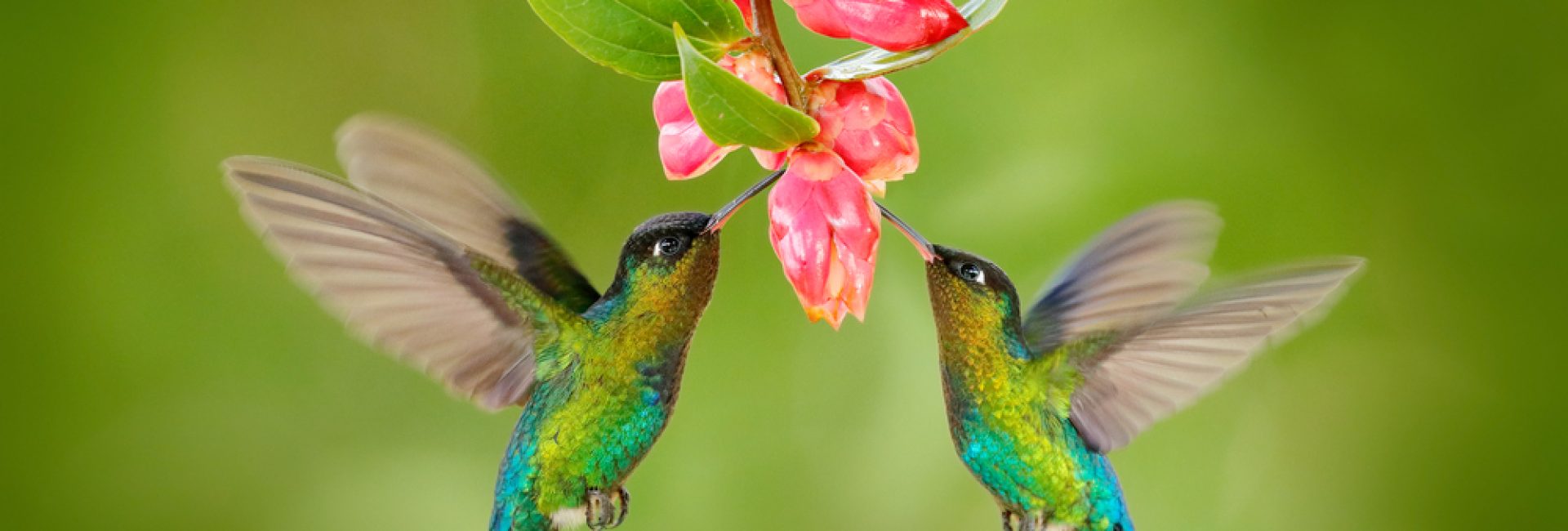 Two,Hummingbirds,With,Pink,Flower.,Fiery-throated,Hummingbirds,,Flying,Next,To