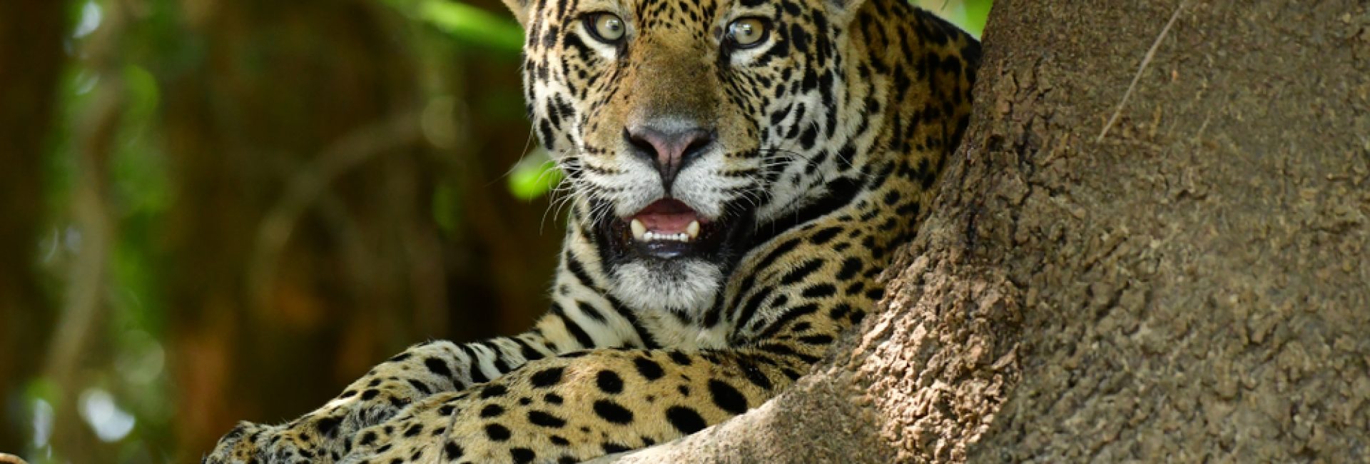 Pantanal’s,Jaguar Pantanal's,Jaguar