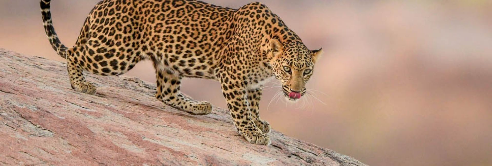 A wild female Leopard on the hills of Jawai.