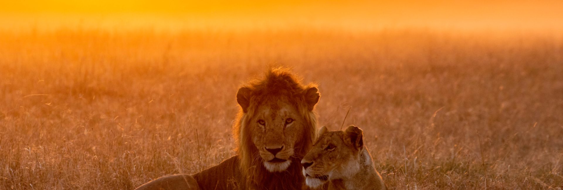 Lion,In,The,Savannah,Of,The,Maasai,Mara