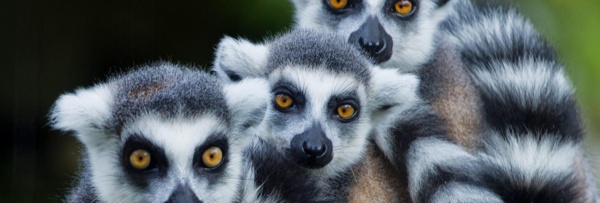 Lemur,Monkey,Family,On,The,Grass Lemur,Monkey,Family,On,The,Grass