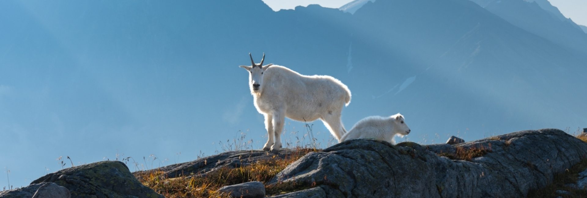 Mountain,Goats,On,Rocks,With,Mountainous,Background,And,Sunlight.,Glacier