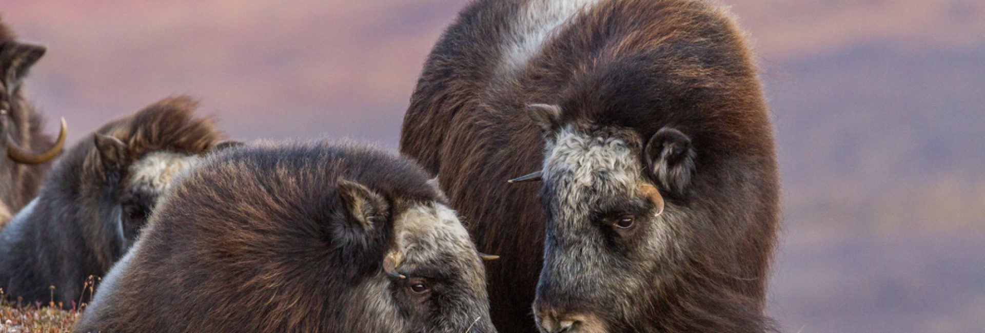 A,Musk,Ox,From,Near,Nome,,Alaska.,These,Animals,Now A,Musk,Ox,From,Near,Nome,,Alaska.,These,Animals,Now