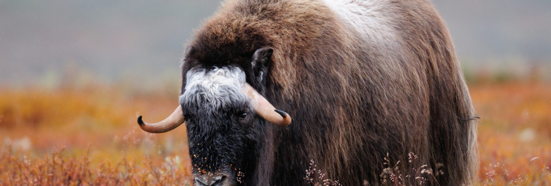 Musk,Ox,In,A,Autumn,Landscape,,Dovrefjell,,Norway,,(ovibos,Moschatus)